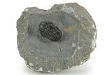 Detailed Gerastos Trilobite Fossil - Morocco #377229-3